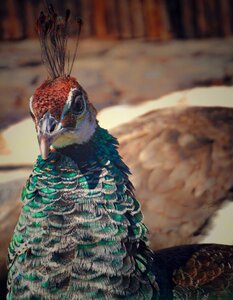 Peacock datong animal