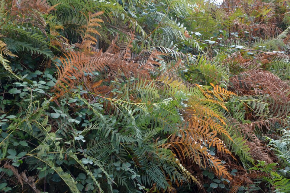Green doll plants