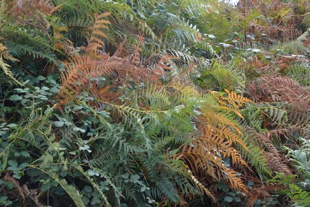 Green doll plants