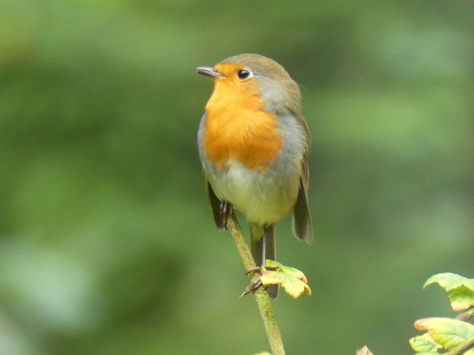 Robin bird forest photo