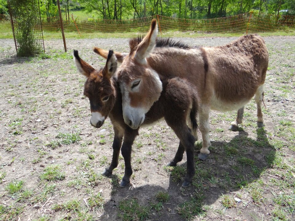 Donkeys us american