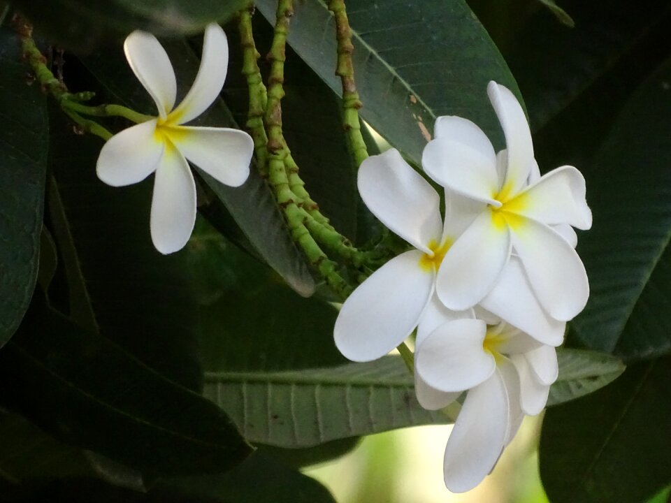 Nature beauty yellow