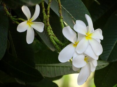 Nature beauty yellow