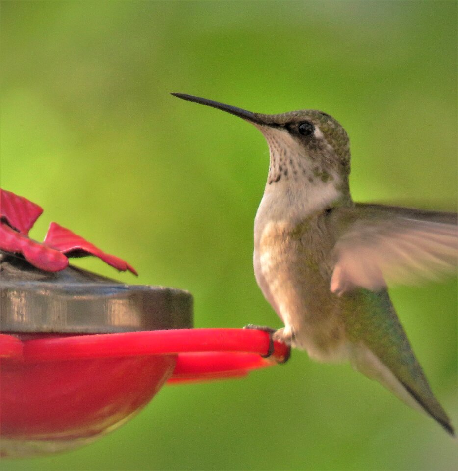 Close up wildlife