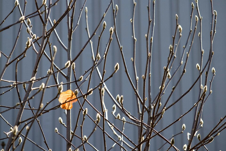 Buds nature flowers