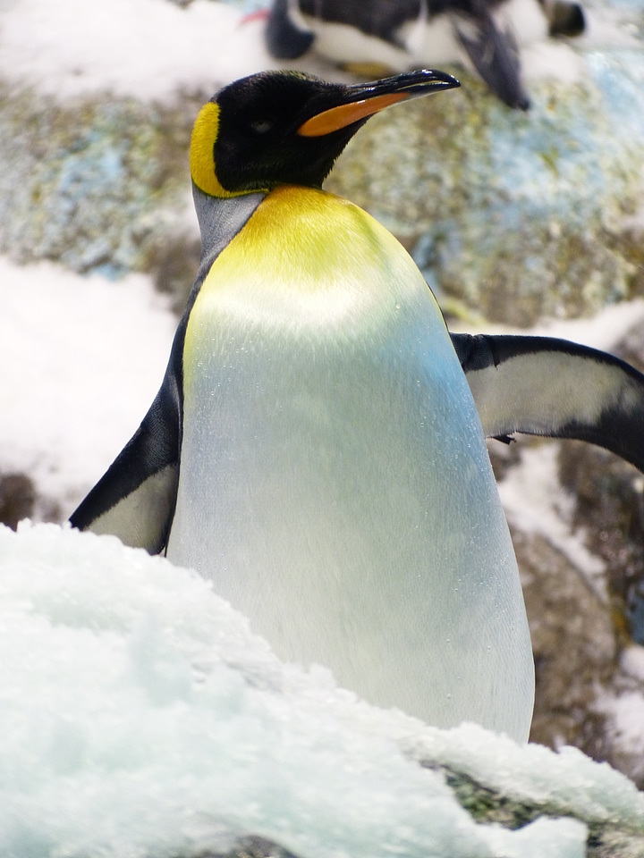 Spheniscidae big penguin aptenodytes