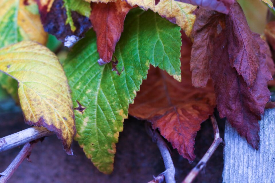 Fall nature