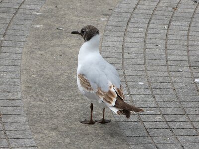 Gulls summer nature