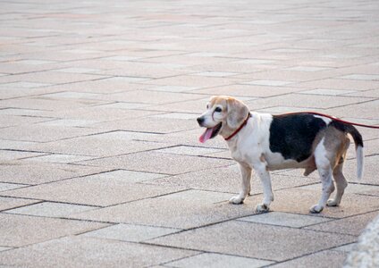 Pet puppy cute photo