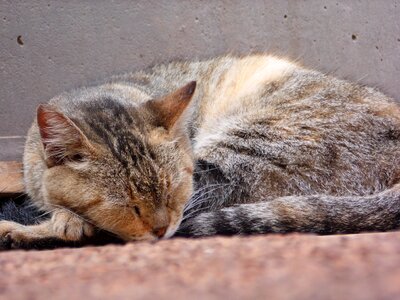 Sleep feline domestic animals photo
