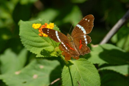 Butterfly fauna insect photo