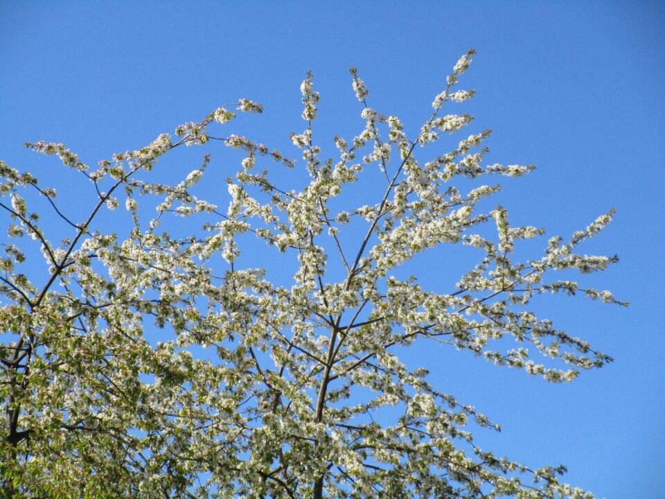 Nature tree branch
