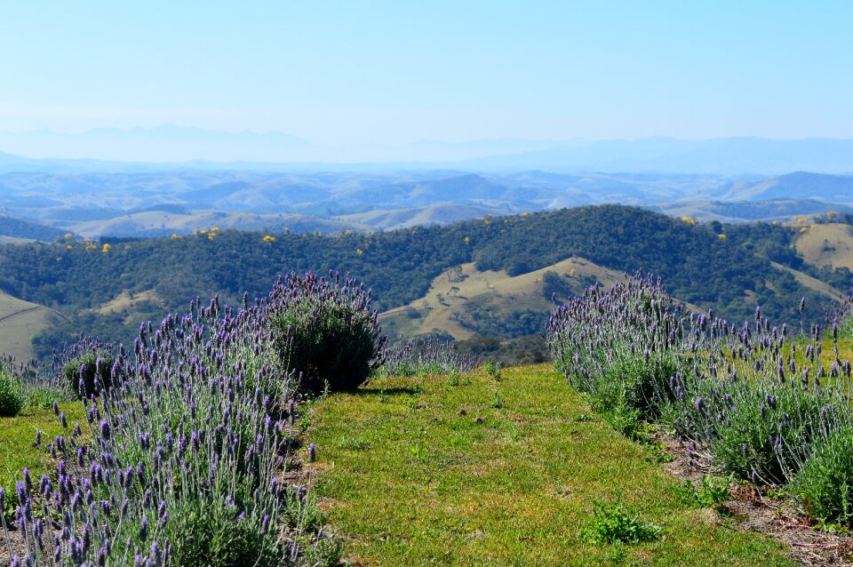 Nature landscape flowers