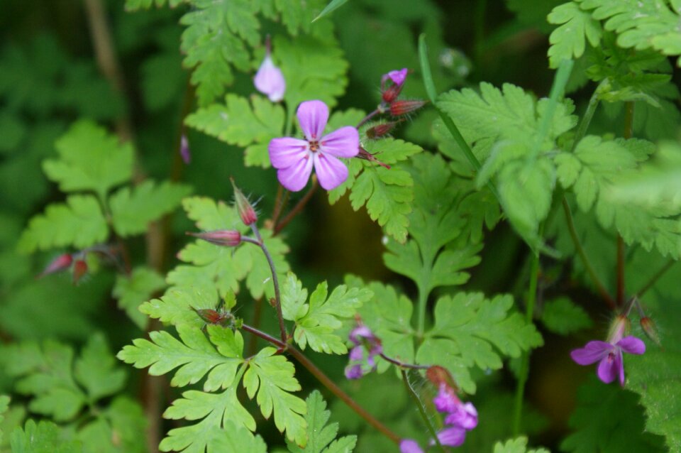Nature purple flower plant