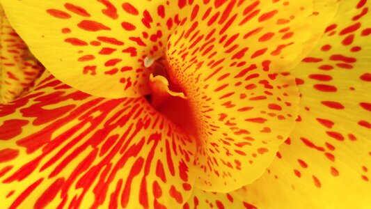 Petal garden blooming
