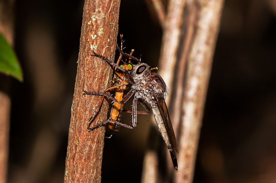 Animal insects bugs