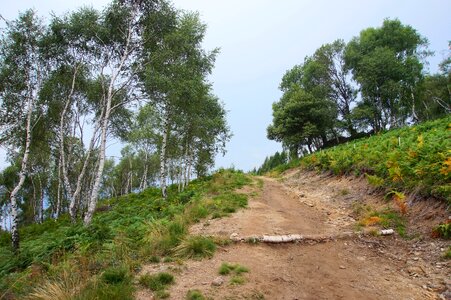 Fern mountain trees
