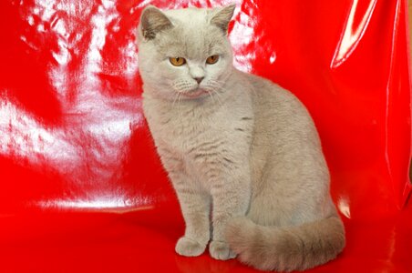 Thoroughbred cat british shorthair photo