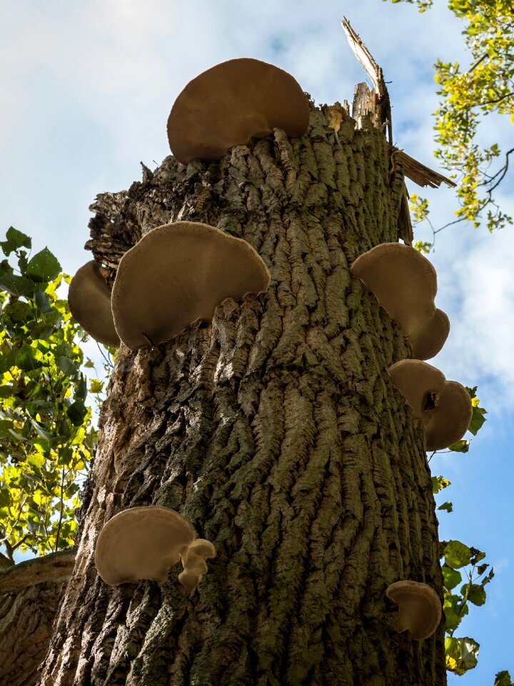 Mushroom old wood weathering