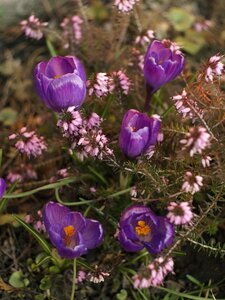 Erica crocus autumn photo