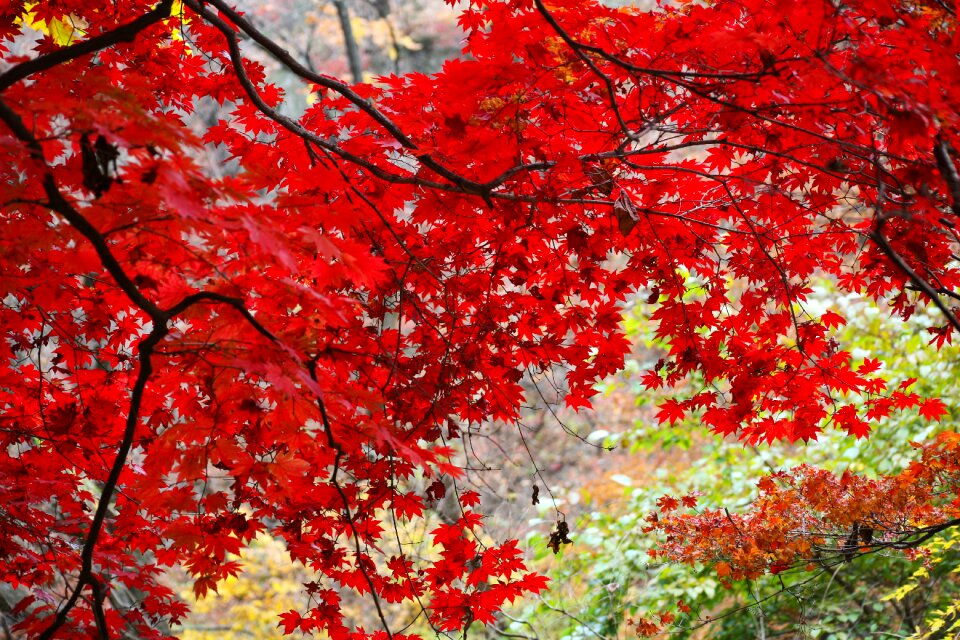 The leaves leaf landscape
