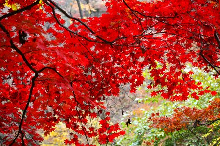 The leaves leaf landscape