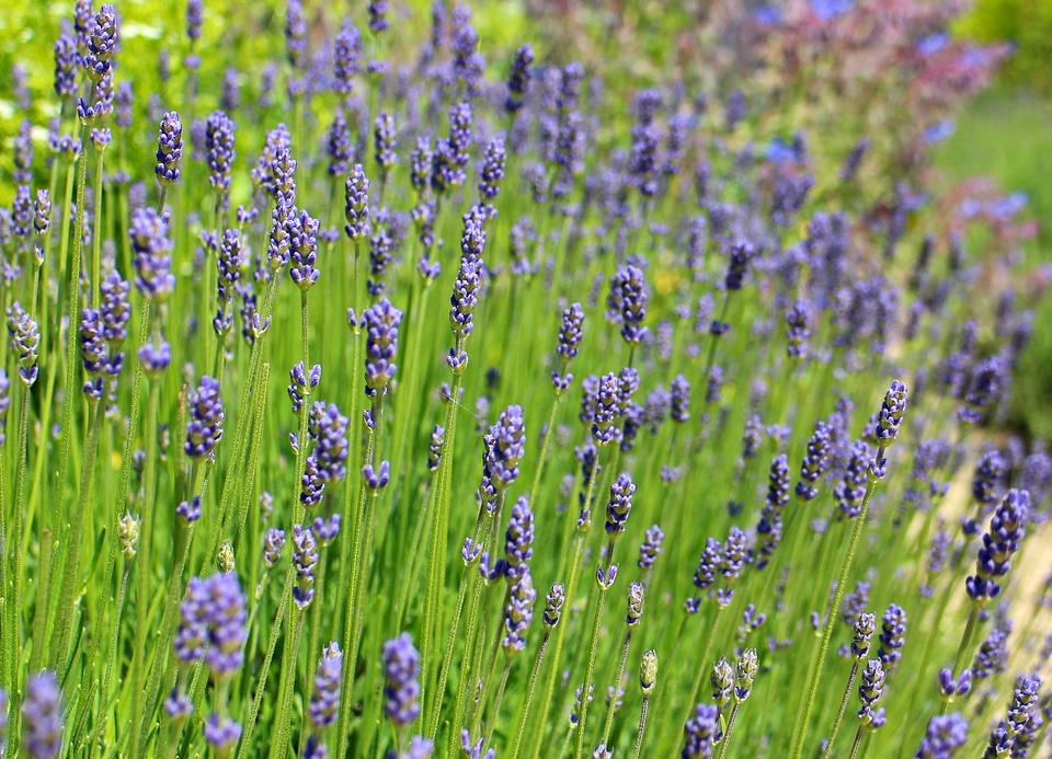 Violet inflorescence crop