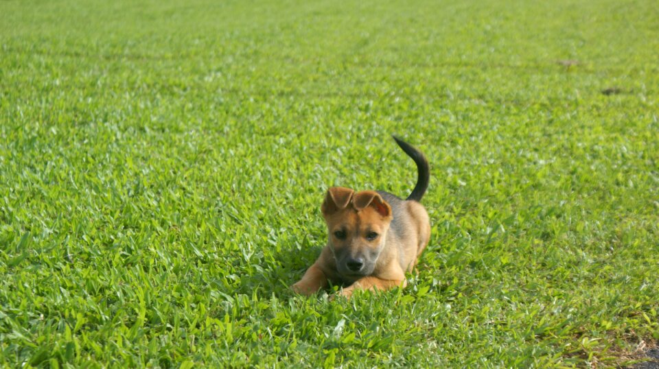 Dog animal home