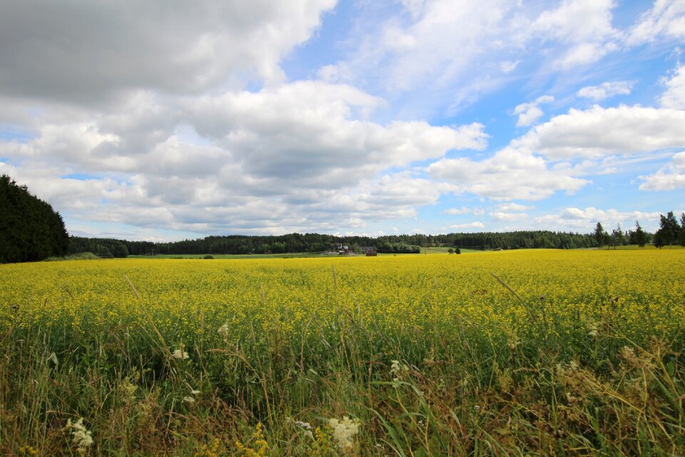 Grain clouds rapeseed