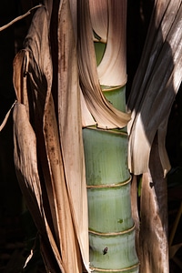 Bamboo plants grasartig lignifying