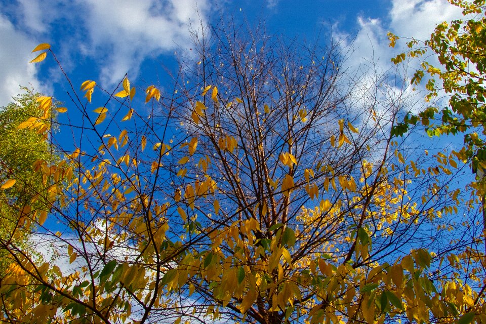 Nature park yellow leaves