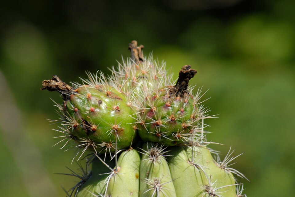 Pitaya organo nature