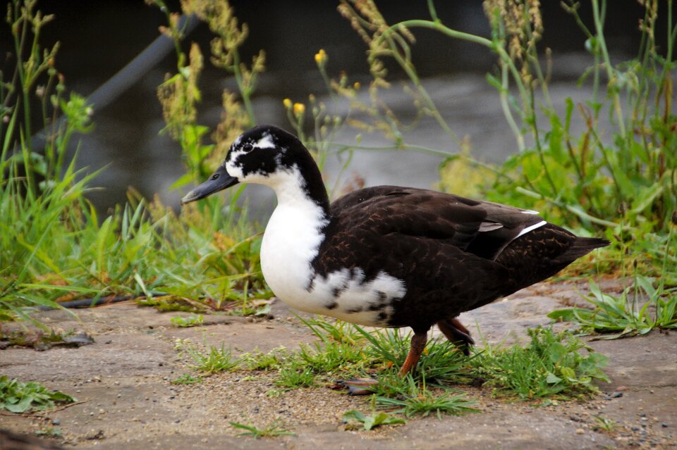 Muscovy duck term mallard duck