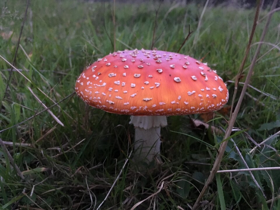 Fly agaric mushroom autumn