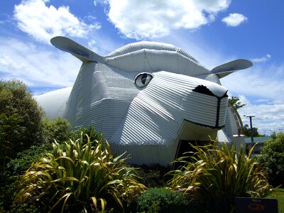 Sheep corrugated iron