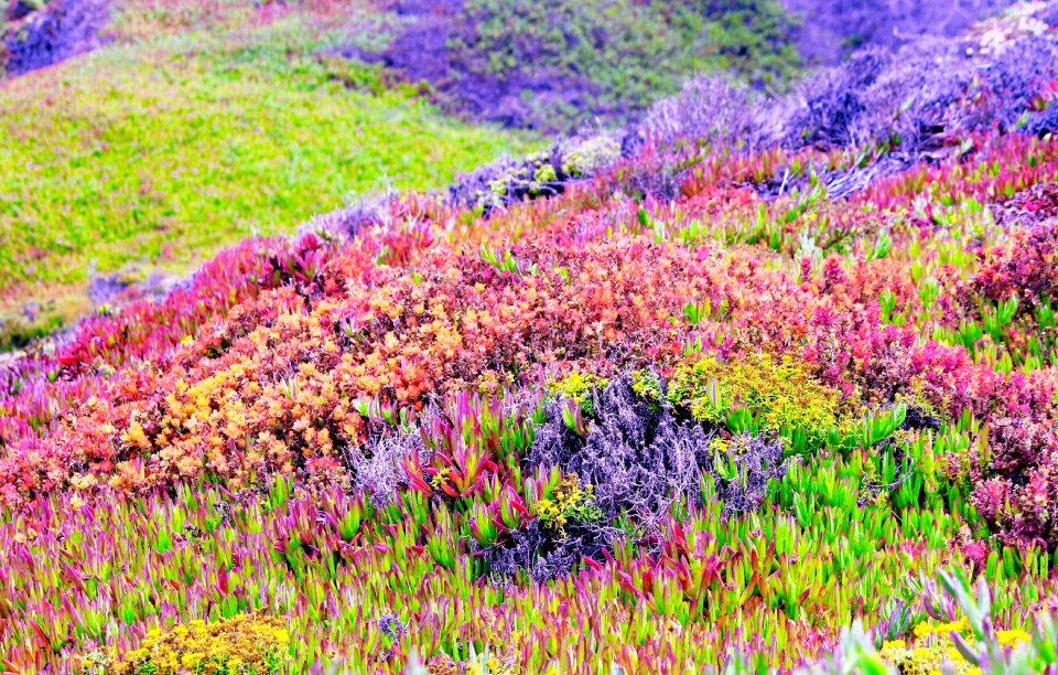 Nature garden