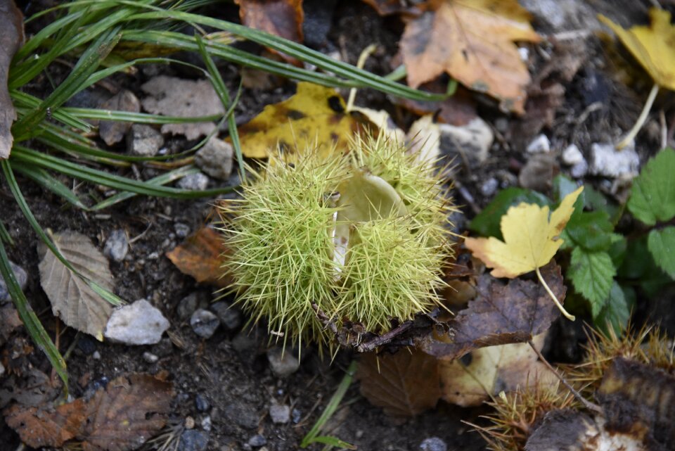 Chestnut decoration autumn forest