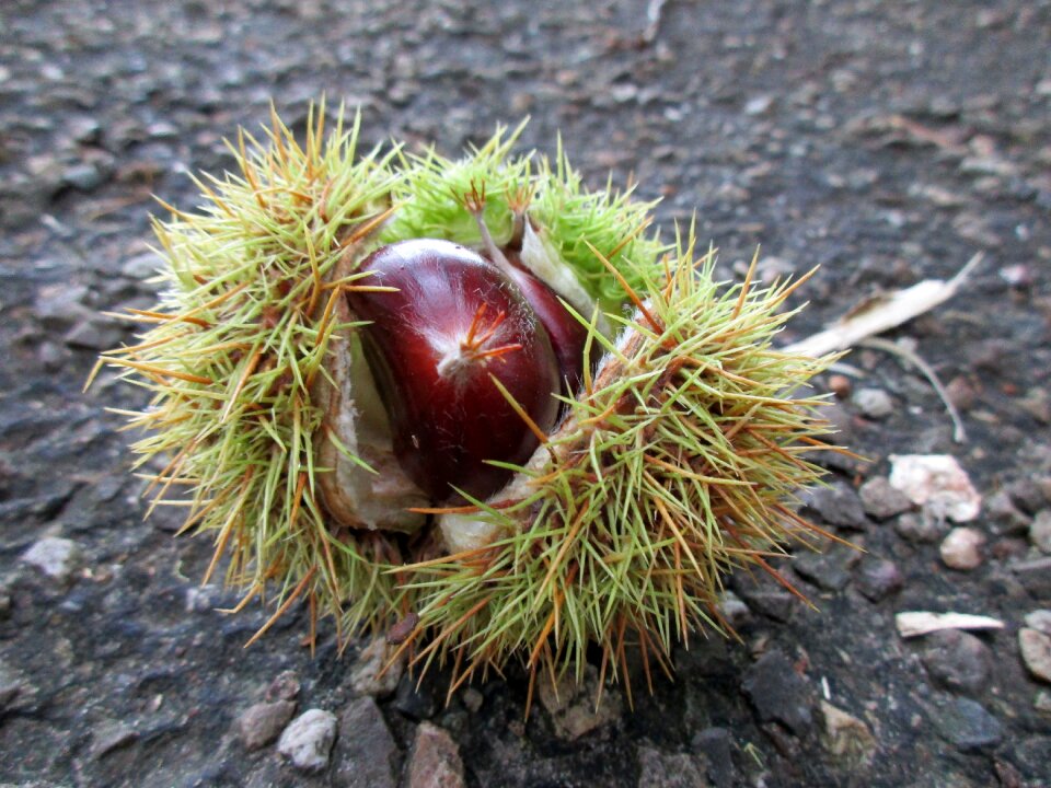 Nature autumn fruit gather chestnuts