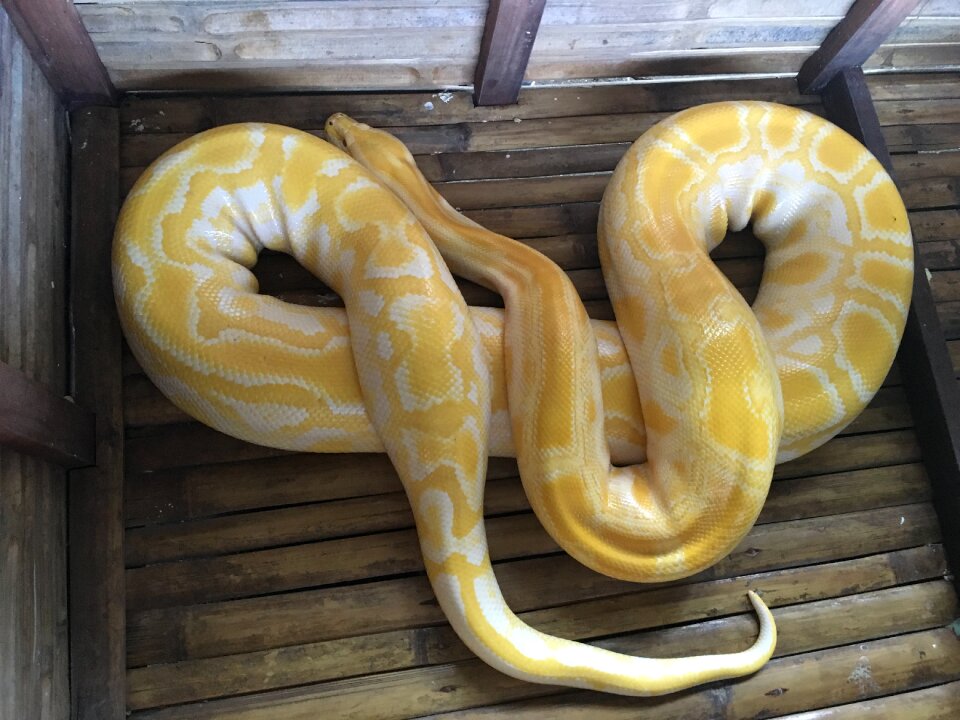 Reptile brown snake