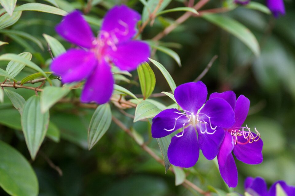 Garden violets violet