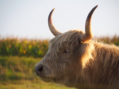 Scottish hochlandrind agriculture cattle photo