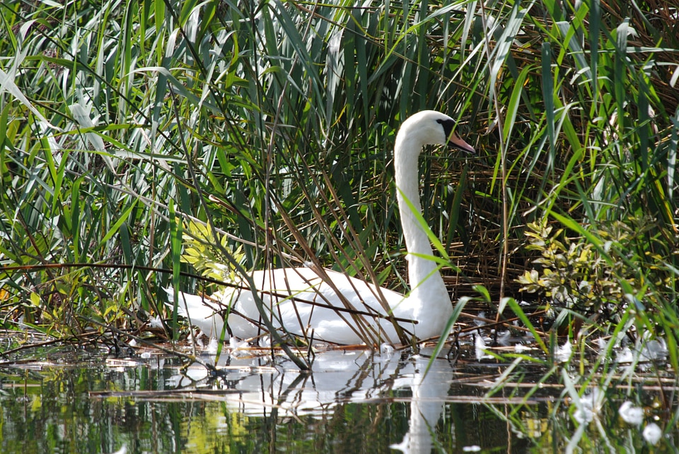 Bird swimming lake