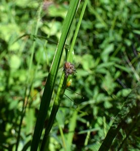 Insect katydid animal photo