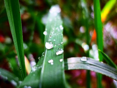 Colorful green nature photo