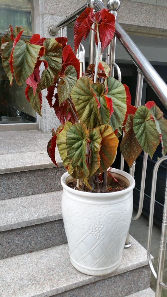 Pot cookware plants garden