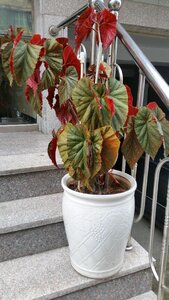 Pot cookware plants garden