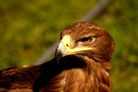 Raptor bird bird of prey waiting photo