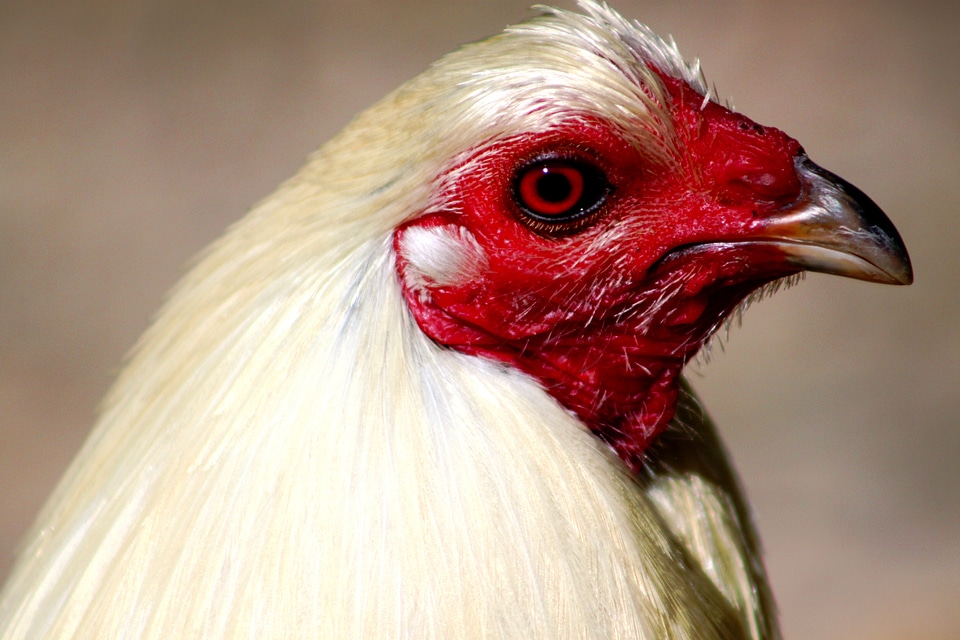Bird chicken male