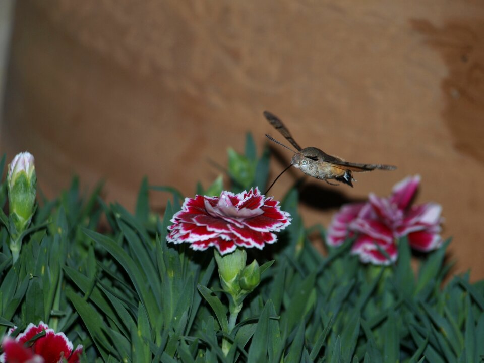 Sucking the pollen