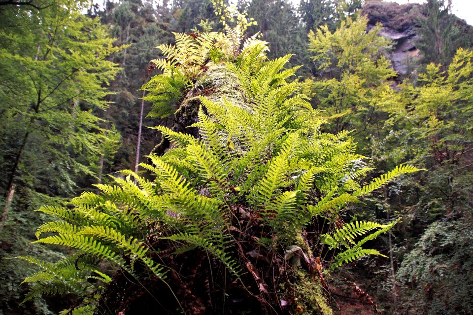 Forest covered tree czech switzerland